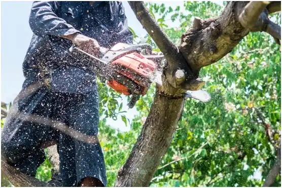 tree services Sutersville